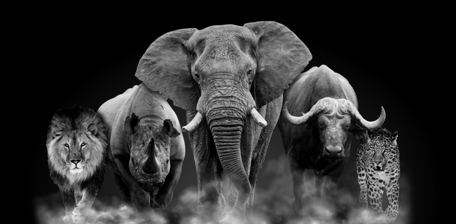 Comment organiser un safari pas cher au Kenya ? Comment organiser un safari pas cher au Kenya ?